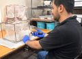 Πρώιμο σήμα ανθεκτικότητας κουνουπιών στην α-κυπερμεθρίνη