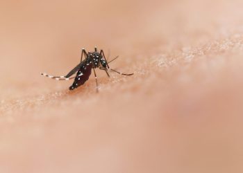 Ελονοσία: Μεταλλάξεις συνδέονται με μειωμένη ευαισθησία
